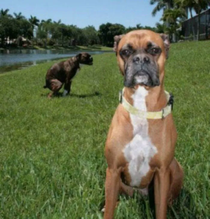 10+ Perros haciendo photobomb en fotos ajenas
