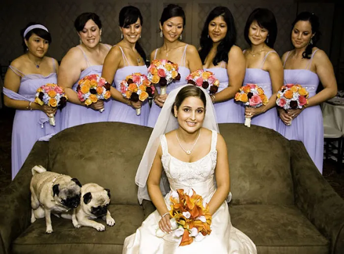 10+ Perros haciendo photobomb en fotos ajenas