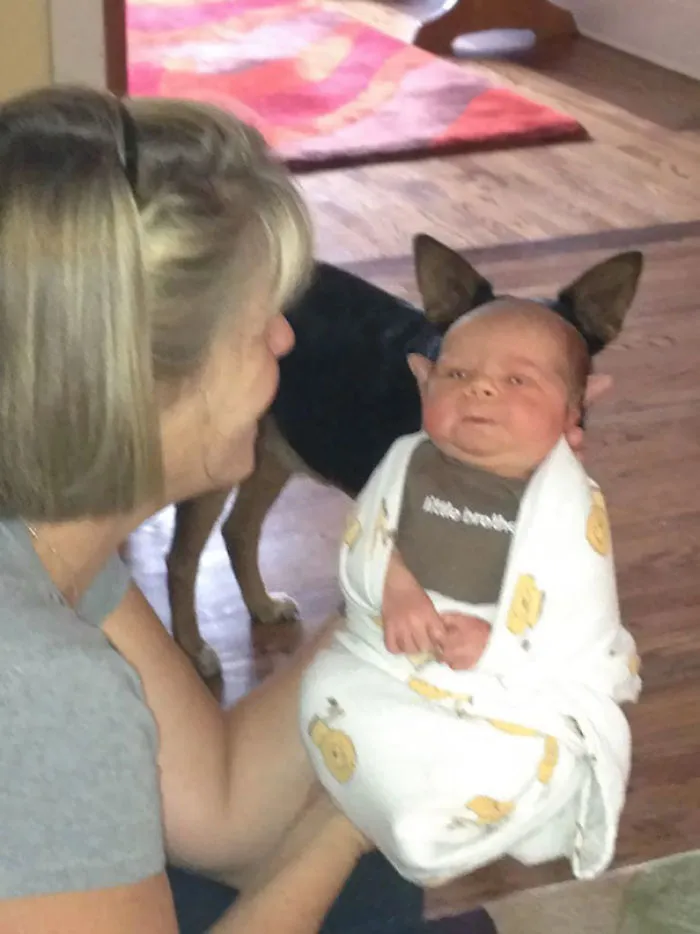 50 Times Asshole Dogs Ruined Perfect Shots