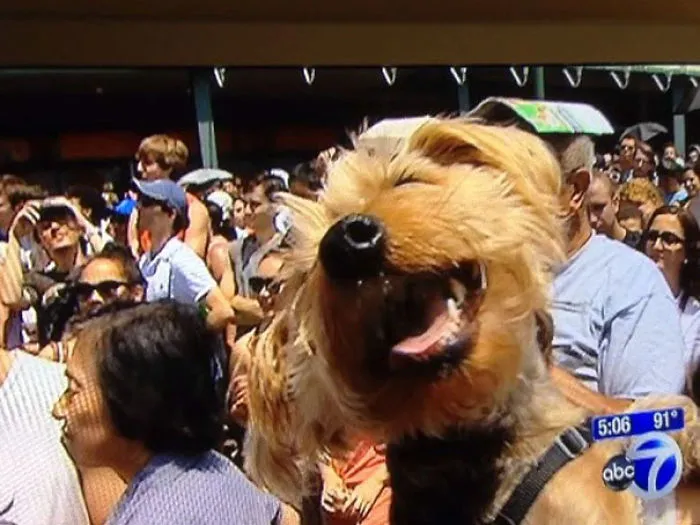 10+ Perros haciendo photobomb en fotos ajenas