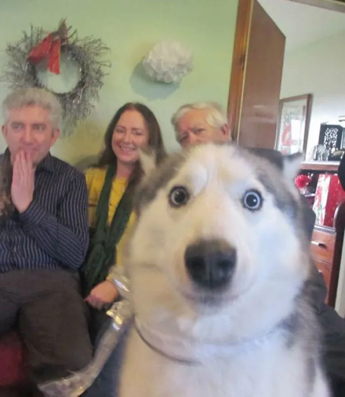 50 Times Asshole Dogs Ruined Perfect Shots