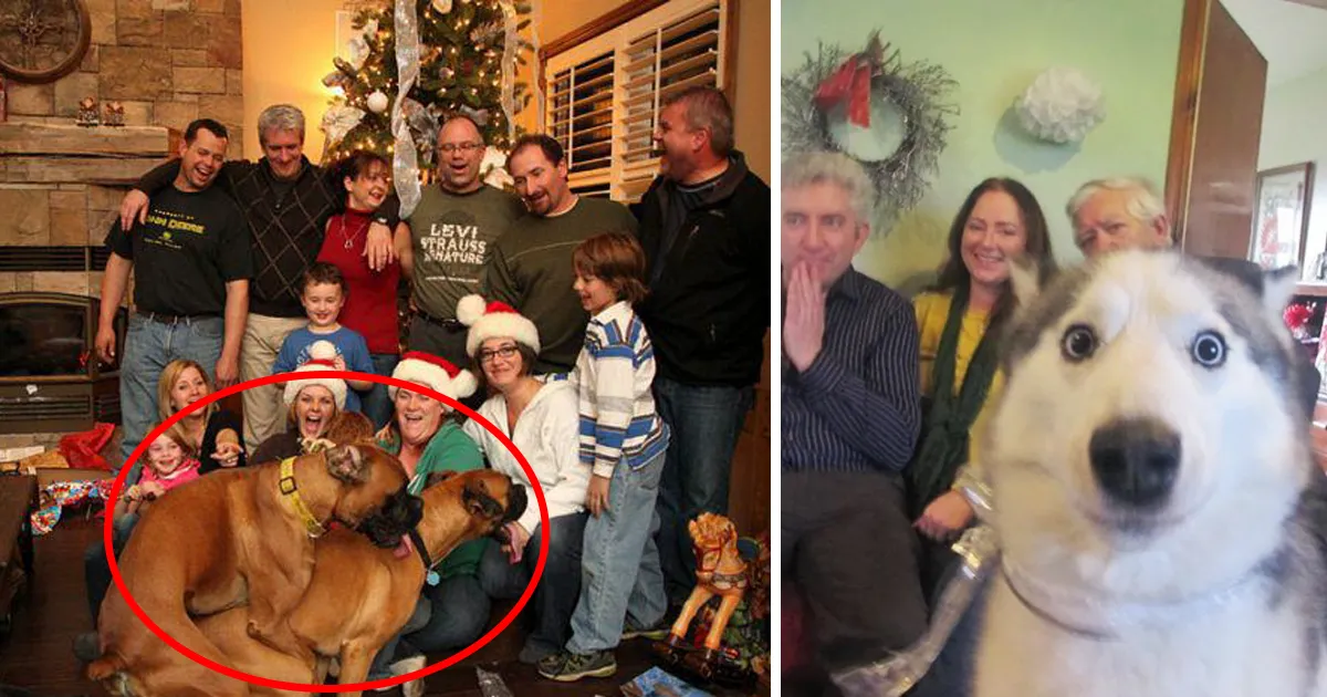 10+ Perros haciendo photobomb en fotos ajenas