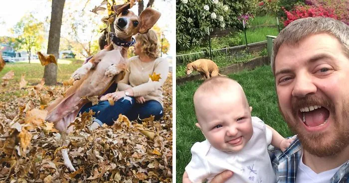 50 Times Asshole Dogs Ruined Perfect Shots