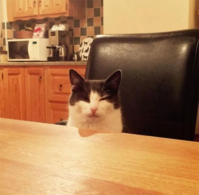 Derramé sin querer la leche del gato y no había más.No deja de mirarme así