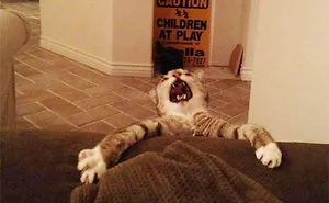 50 Over Dramatic Cats Who Deserve An Oscar