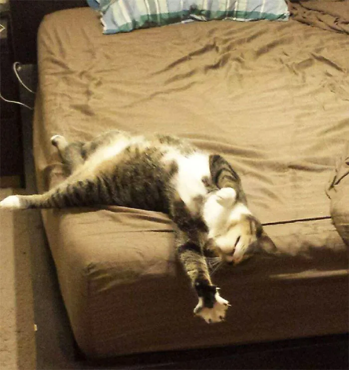 Mi novio me dijo que su gato era muy dramático, pero esto...