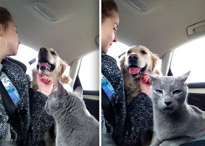 My Cat Disapproves Of Human-Dog Love. I Didn't Even Know She Could Do That Face