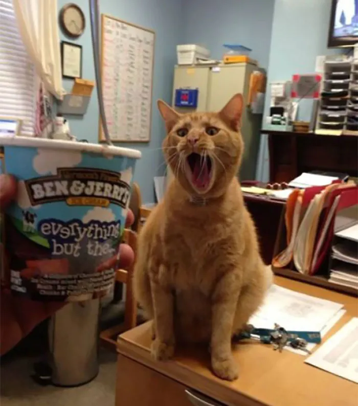 Cuando tu dueño se come tu helado