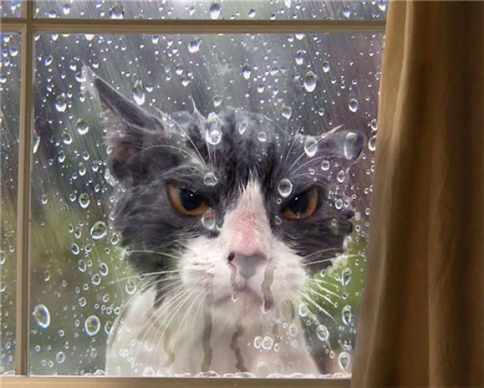 Let. Me. In.