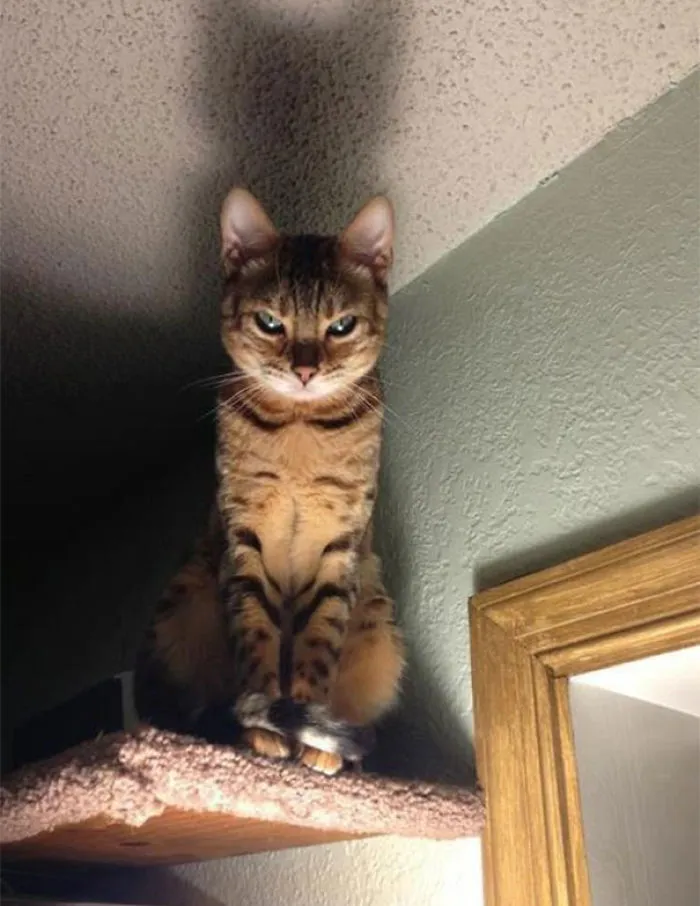 Dramatic Cat