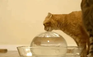 50 Over Dramatic Cats Who Deserve An Oscar