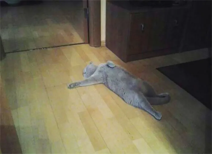 Over Dramatic Cat
