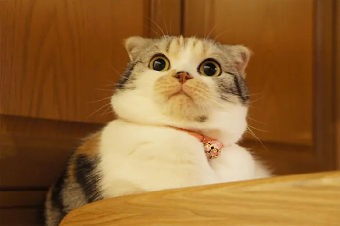 Gato flipando