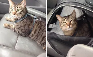 50 Over Dramatic Cats Who Deserve An Oscar