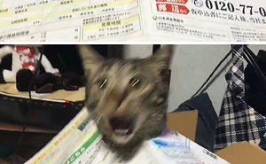 50 Over Dramatic Cats Who Deserve An Oscar