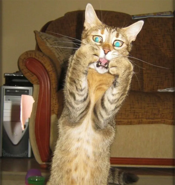 This Scared Cat