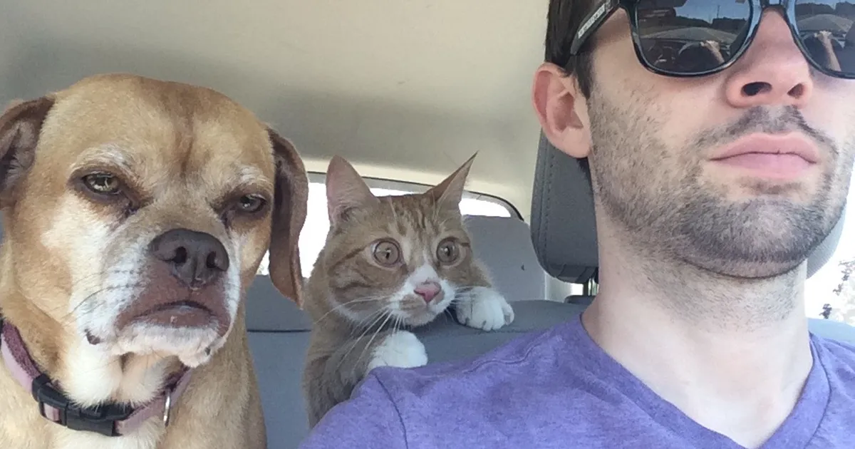 10+ Gatos tan dramáticos que se merecen un Oscar