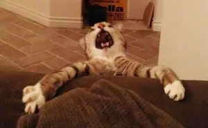 50 Over Dramatic Cats Who Deserve An Oscar