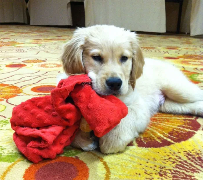 My Mom Got Drunk Last Night And Bought My Family A Third Dog. Everybody Meet Hudson
