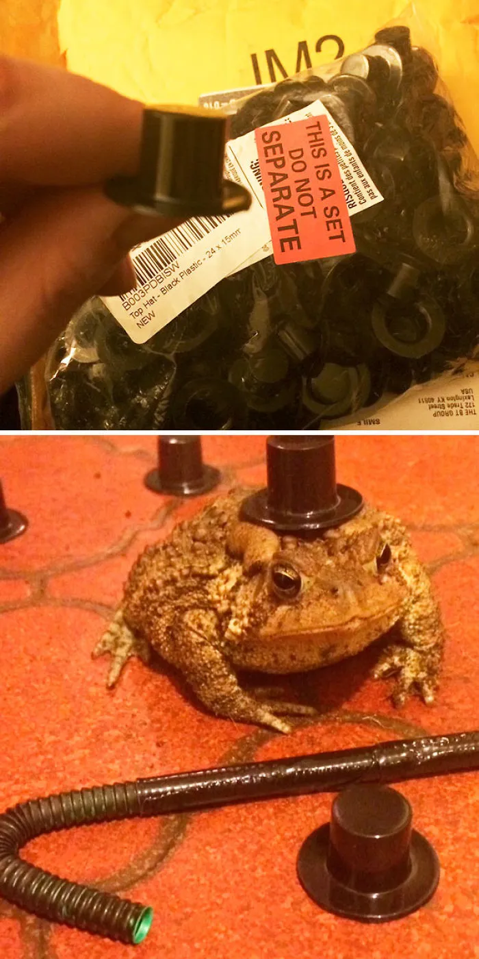 Accidentally Bought My Toad 100 Top Hats Instead Of One While I Was Drunk Online Shopping