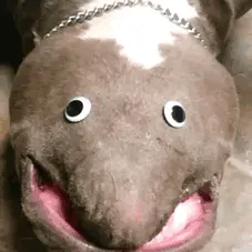 New Exotic Animal Species