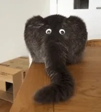 Is It A Cat? Is It An Elephant?