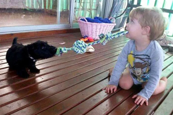 Two Puppies Play Tug-O-War