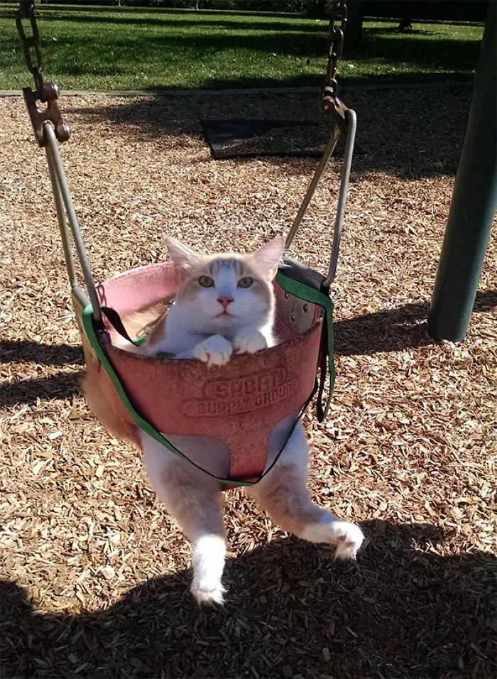 Gato paciente en un columpio