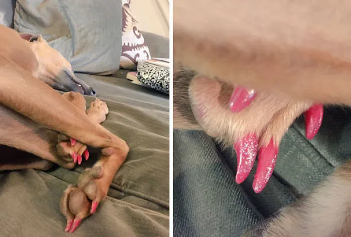 Cuando tu hija y tu perro desaparecen durante una hora, deberías sospechar
