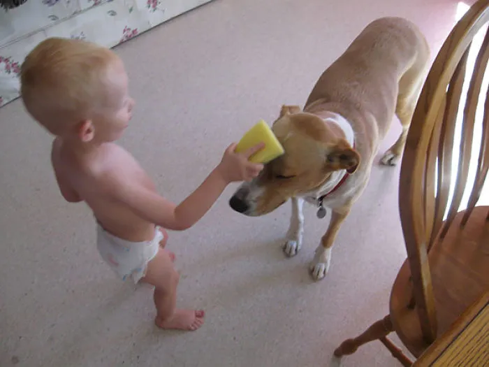 My Nephew Cleaning Our Dog, Nymeria