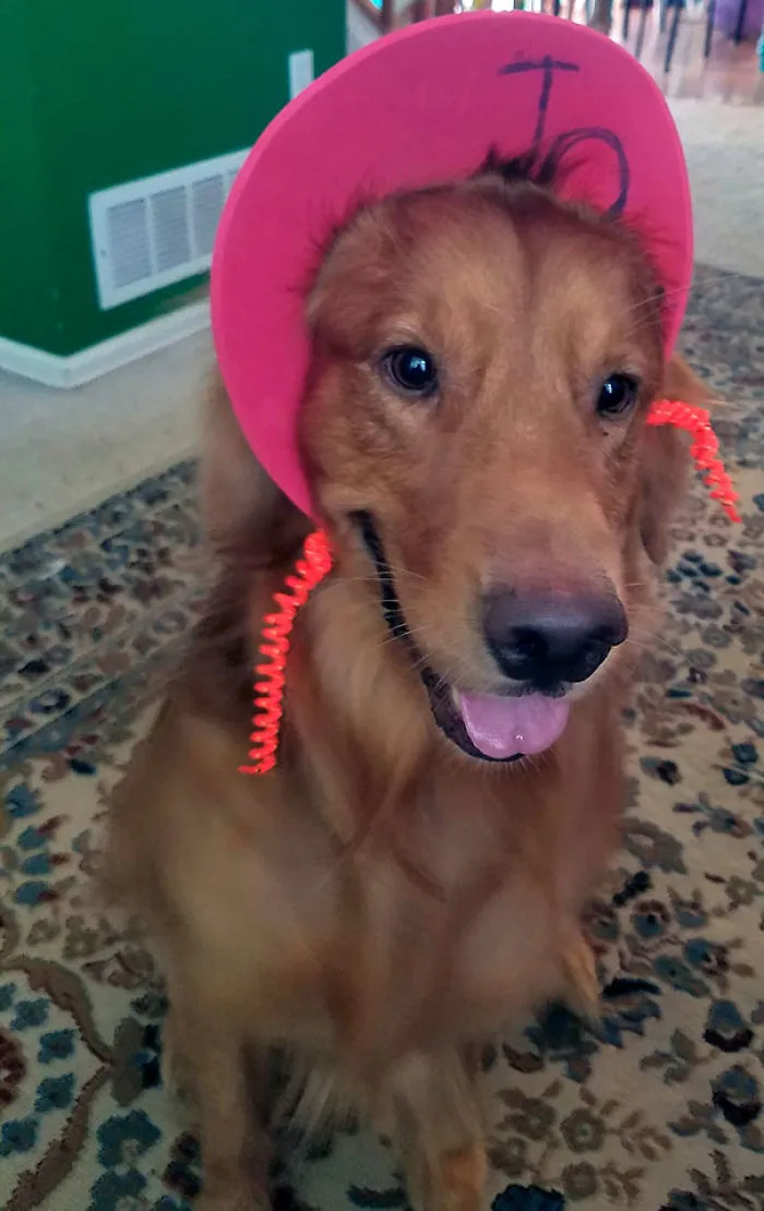 This Dog Has So Much Patience For My Kids' Shinanigans