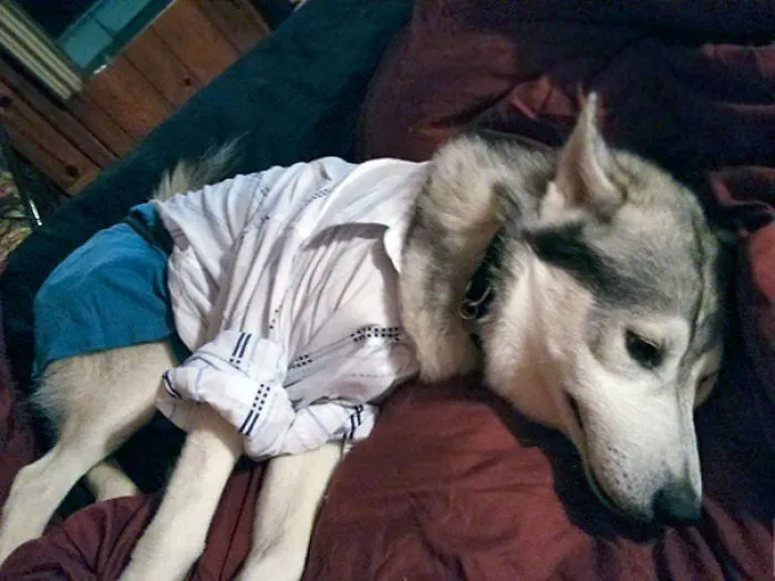 This Is What Happens When I Leave My Little Sister With My Dog. Shit Gets Ruff. Time To Lay Down The Paw
