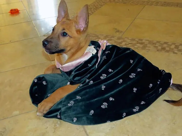 When I Leave The Dog Alone With My Little Sister