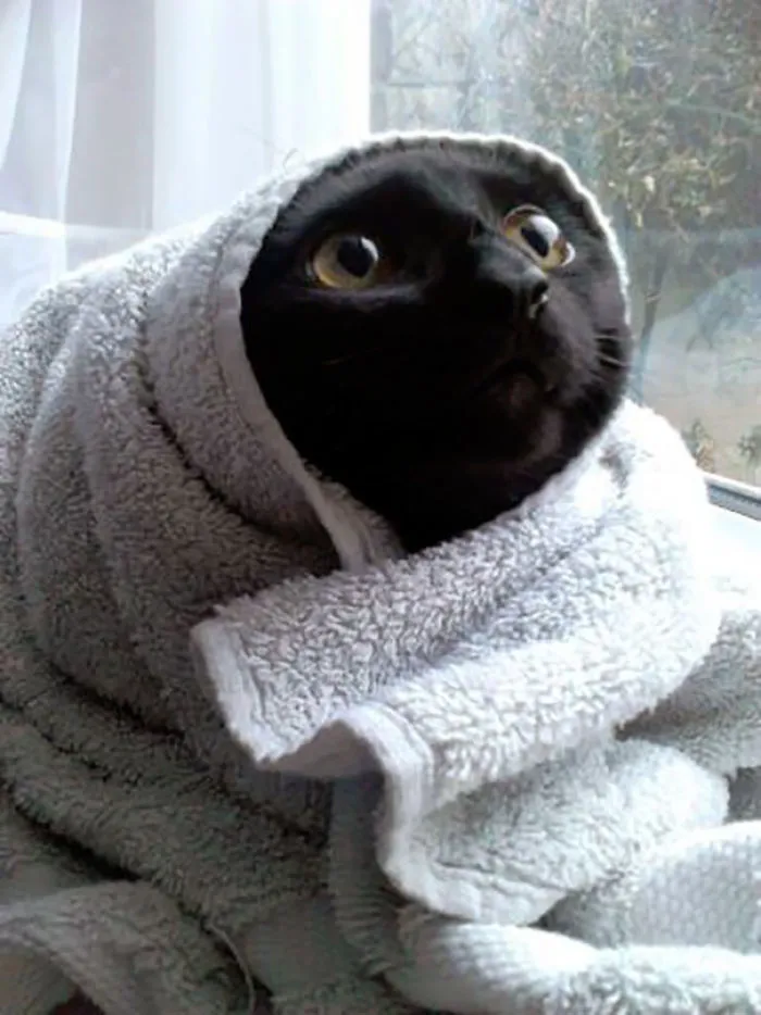 Mi hermanita le hizo esto al gato