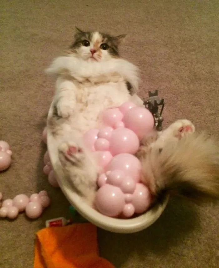 My Daughter Thought Kitty Needed To Soak The Floof