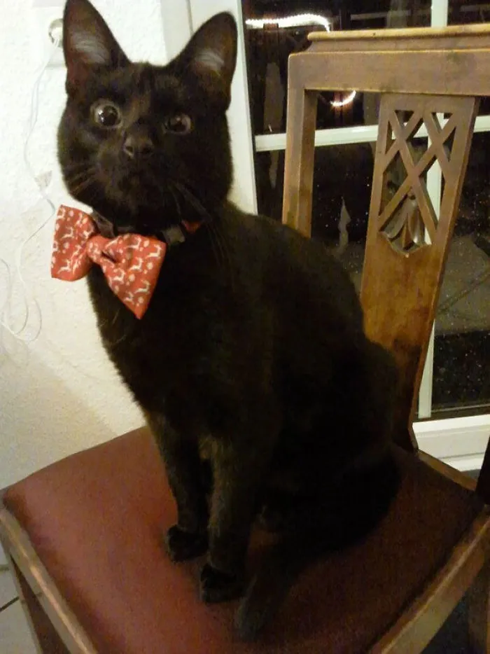 He dejado a mi hija y al gato solos
