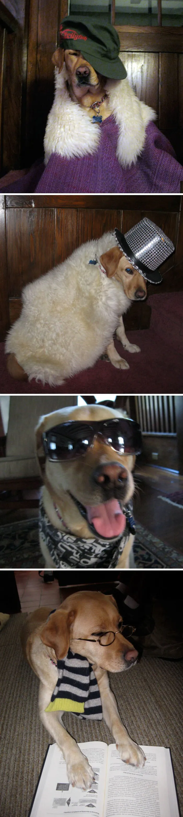 Mi hermanita ha estado usando al perro de modelo y haciéndole fotos