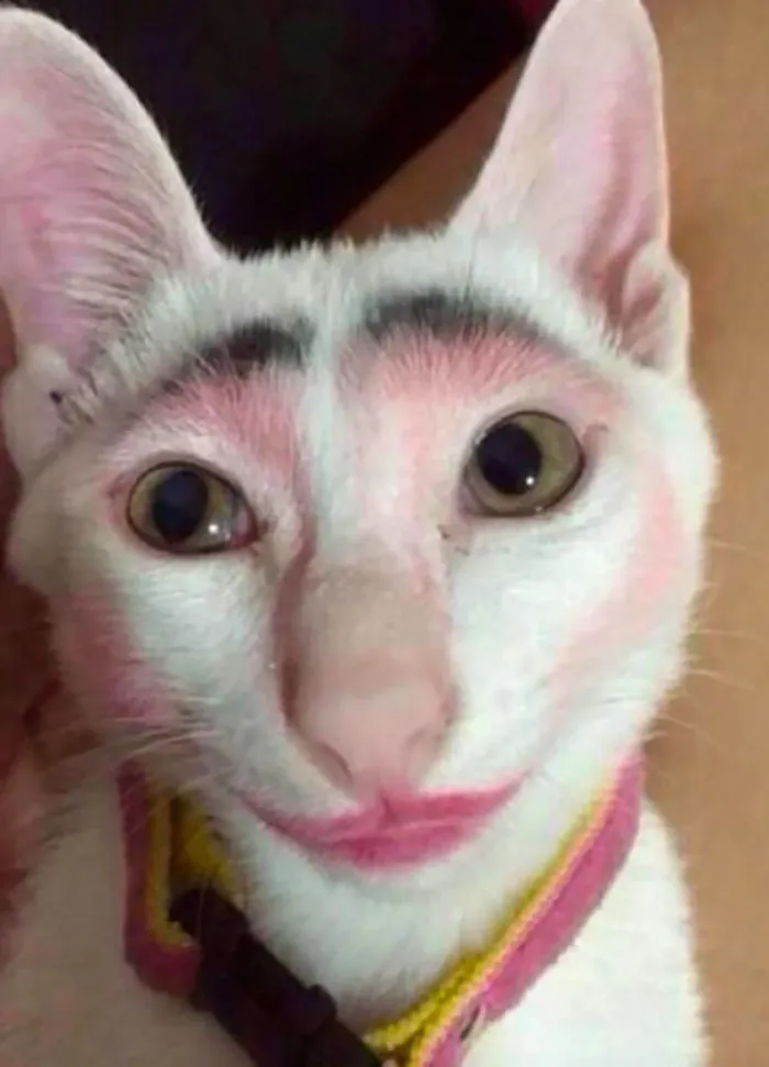 Don't Leave Your Kids Home Alone With A Cat
