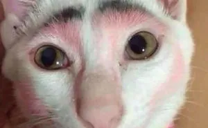 147 Reasons Why You Shouldn't Leave Your Pets With Kids