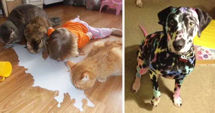 10+ Razones por las que no deberías dejar a tus mascotas con los niños