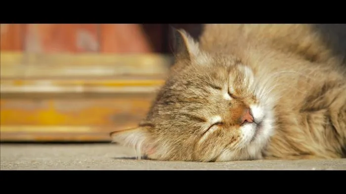 Catspotting