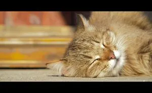 Catspotting