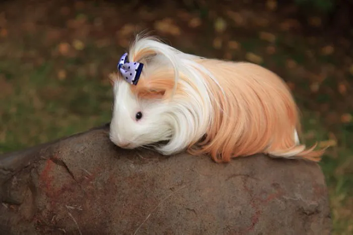 53 Guinea Pigs With The Most Majestic Hair
