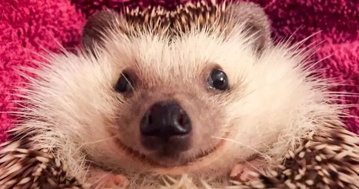 Meet Waldo, The Happiest Hedgehog Who Can't Stop Smiling