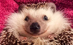 Meet Waldo, The Happiest Hedgehog Who Can't Stop Smiling