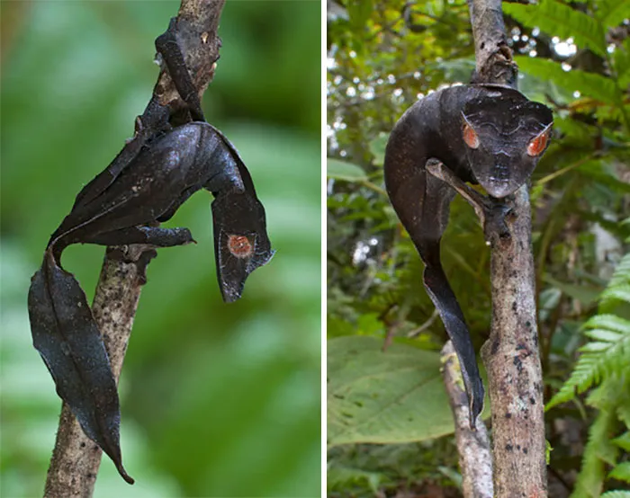 Nature’s Master of Disguise