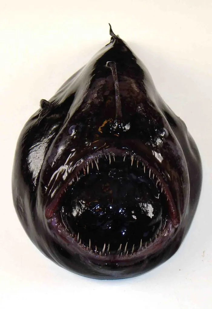 Deep Sea Drama