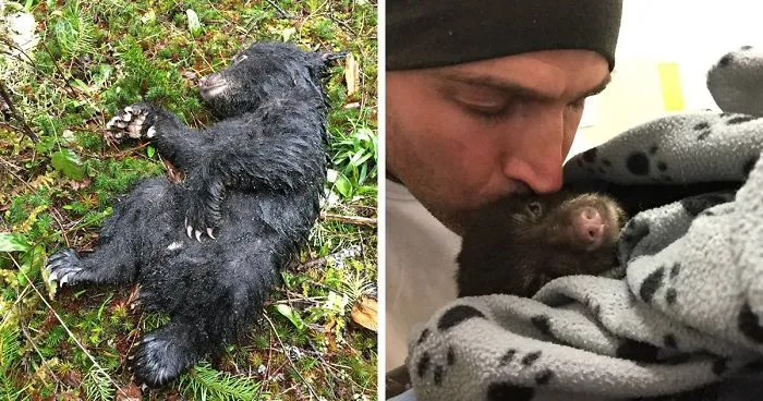 This Guy Risked Jail Time To Rescue A Dying Baby Bear He Found On A Hike