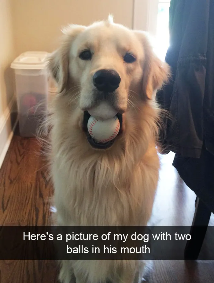 166 Hilarious Dog Snapchats That Are Impawsible Not To Laugh At (Part 2)