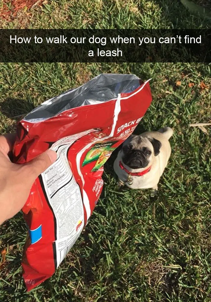 166 Hilarious Dog Snapchats That Are Impawsible Not To Laugh At (Part 2)